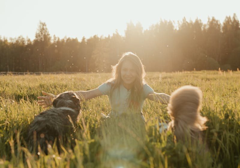 A girl joyfully plays with two fluffy dogs in a sunlit meadow, capturing a warm summer vibe.